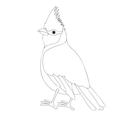 Kardinal kuş vektör çizim boyama kitabı  