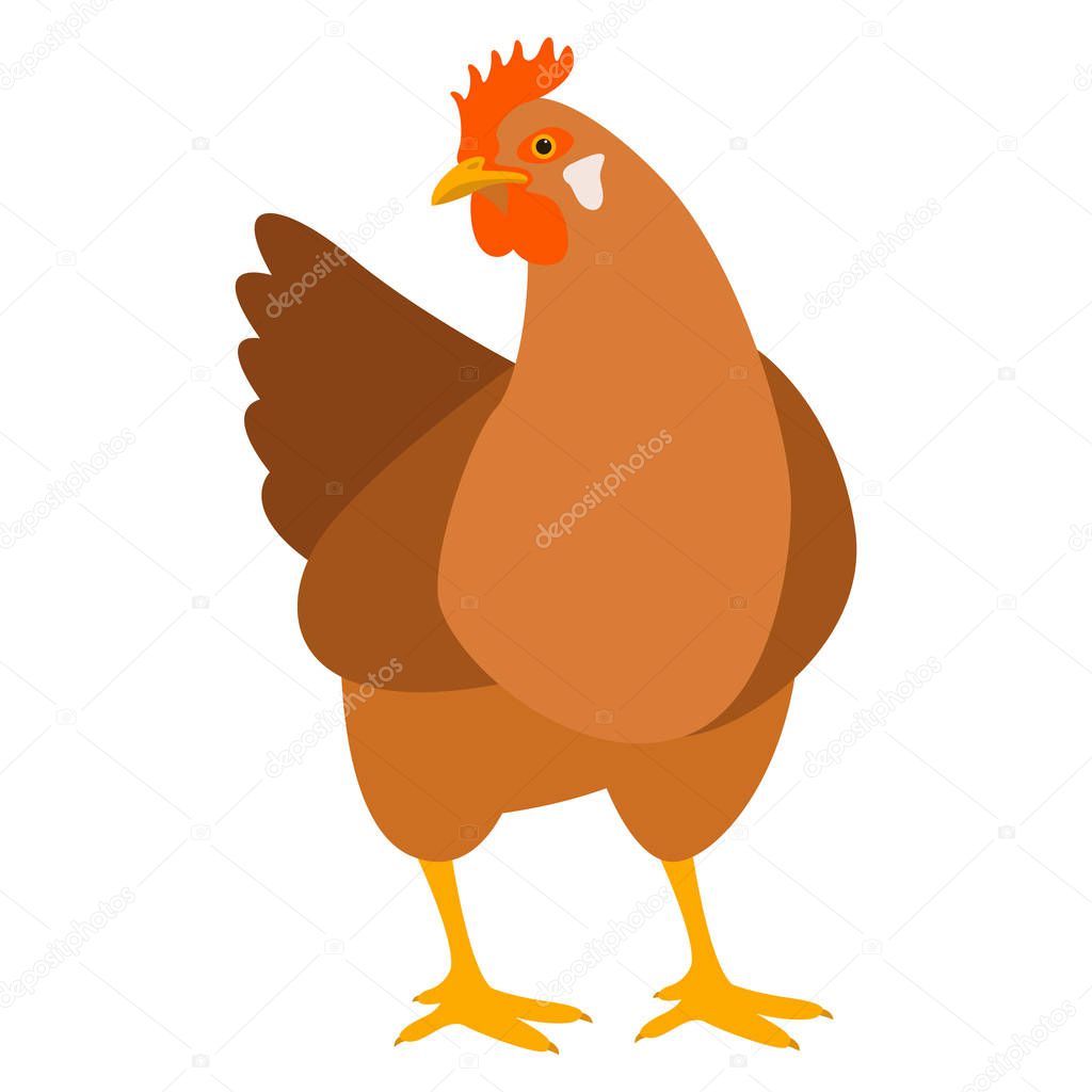 Chicken   vector illustration  flat style  front side