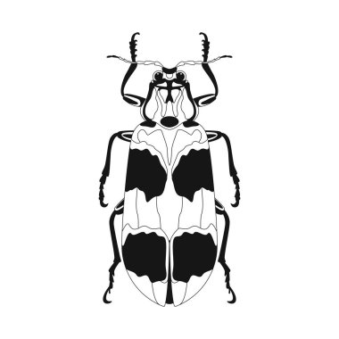 böceği vektör çizim ön yüzü düz  