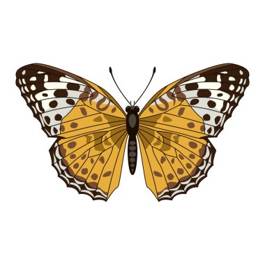 kelebek vektör çizim düz stil ön yüzü