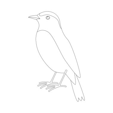 Arap kuyrukkakan kuş, vektör çizim , 