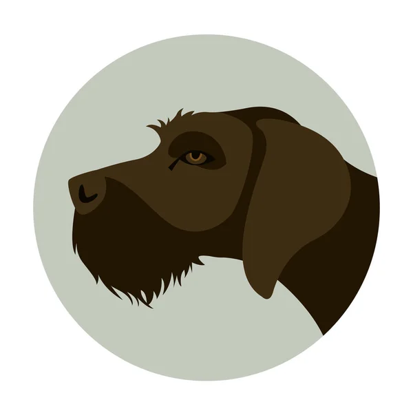 Wirehaired  german pointer  head , vector illustration ,flat style, — Stock Vector