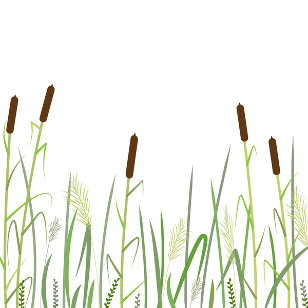 Reed and green grass background   ,vector — Stock Vector