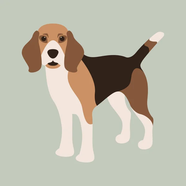 Beagle köpek, vektör çizim, düz stil — Stok Vektör