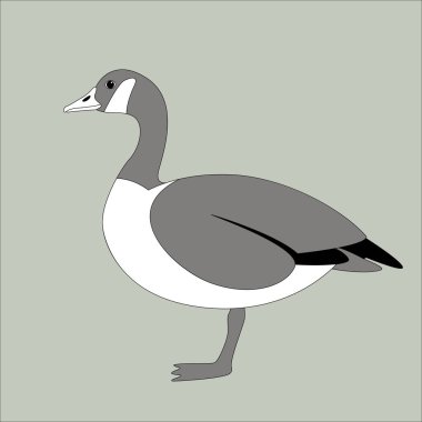 Kanadalı kaz, vektör çizim, düz stil 