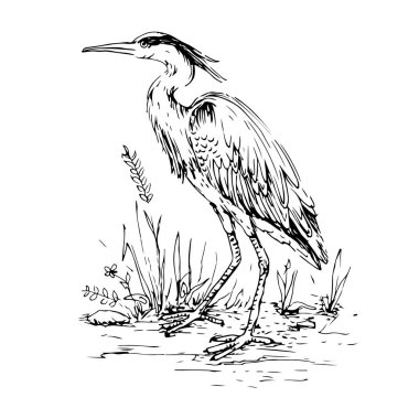 Heron vintage gravür tarzında. elle çizilmiş 