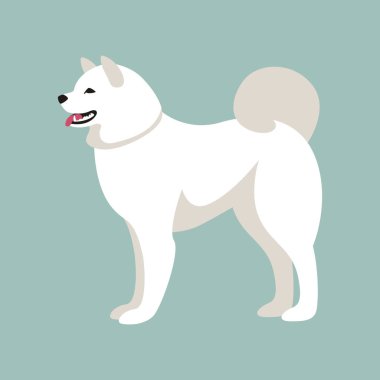 Akita köpek, vektör çizim, düz stil 