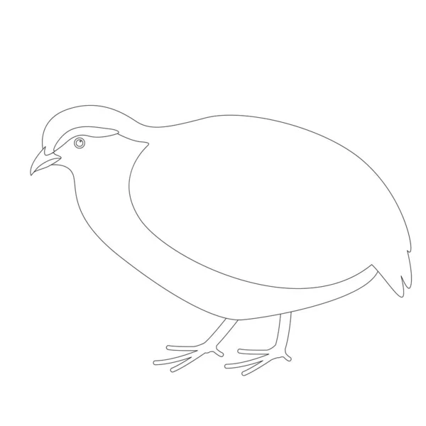 Partridge,  vector illustration, lining draw ,profile — Stock Vector