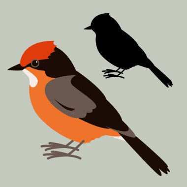  Vermilion Flycatcher, vektör illüstrasyon, düz stil, siyah siluet