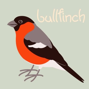 bullfinch kuş, vektör illüstrasyon, düz stil