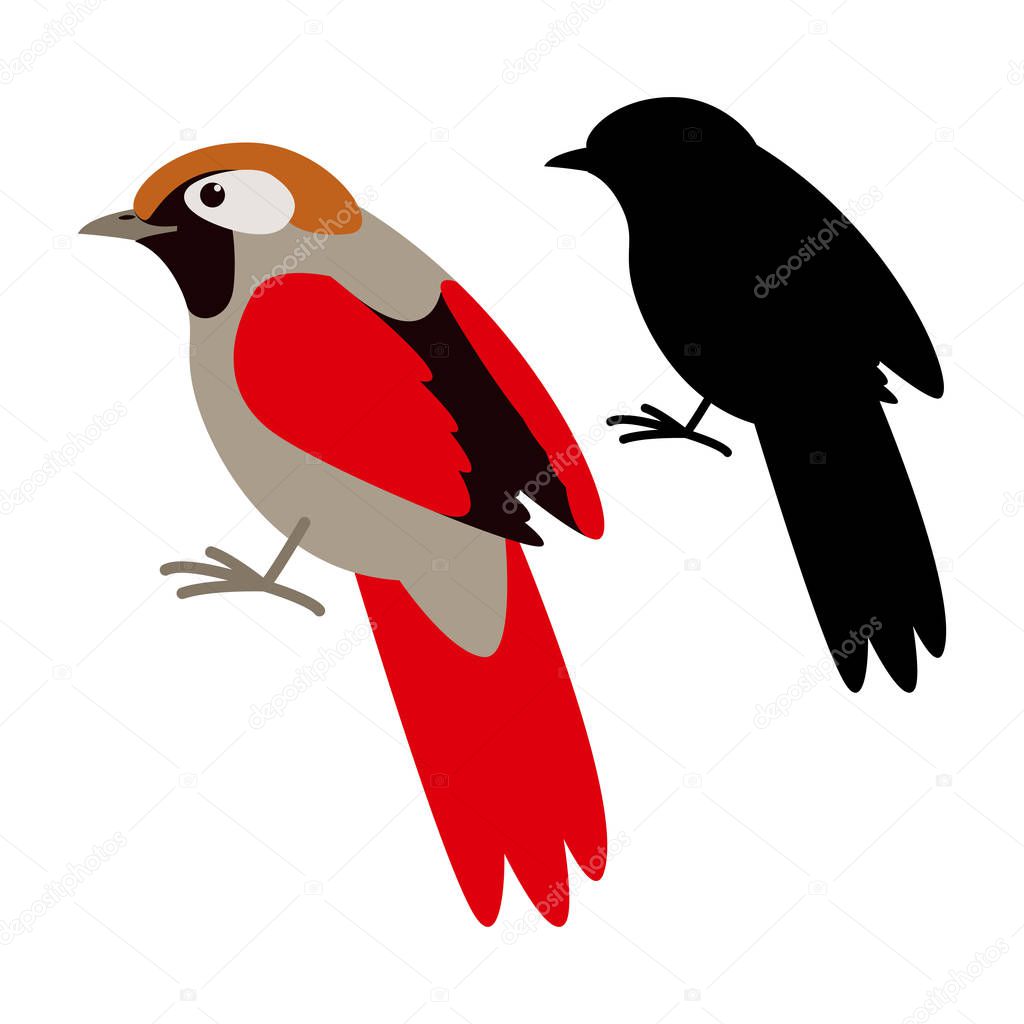 bird red-tailed haughing thrush,vector illustration,black silhouette