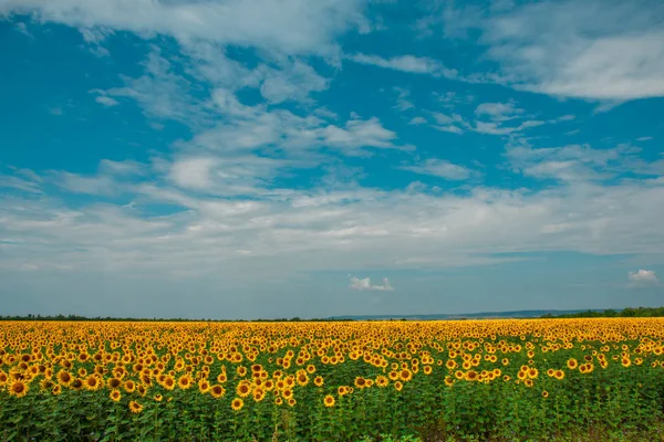 黄色向日葵场对蓝天与云 — 图库照片