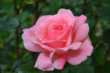 Güzel pembe gül yaprakları ve yağmur damlacıkları ile bahçesinde