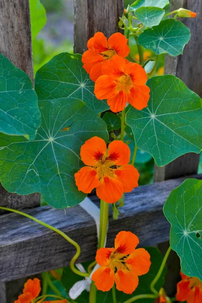 Krásné Květiny Záhonu Nasturtium Rostliny Zahradě — Stock fotografie