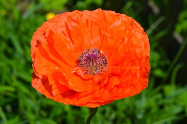 Doğada güzel kırmızı haşhaş.