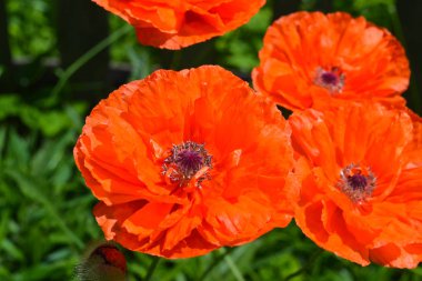 Doğada güzel kırmızı haşhaş.