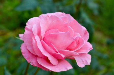 Güzel pembe gül yaprakları ve yağmur damlacıkları ile bahçesinde