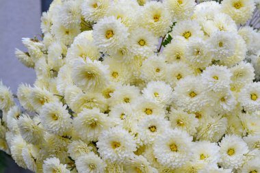 Güzel beyaz krizantem bahçede. Sonbahar çiçekler. Çiçek arka plan.