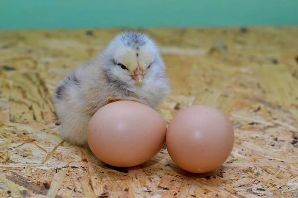 Una Gallina Sobre Fondo Madera Dos Huevos — Foto de Stock