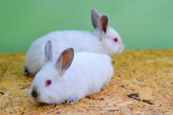 Two white rabbits. Rabbit baby.