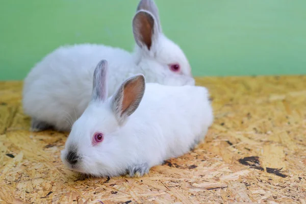Two white rabbits. Rabbit baby.
