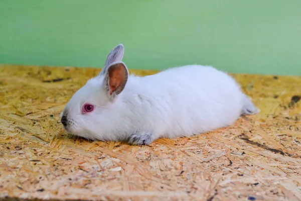 Two white rabbits. Rabbit baby.