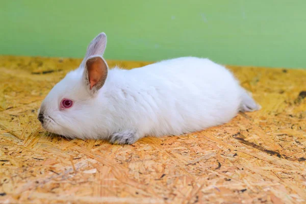 Two white rabbits. Rabbit baby.