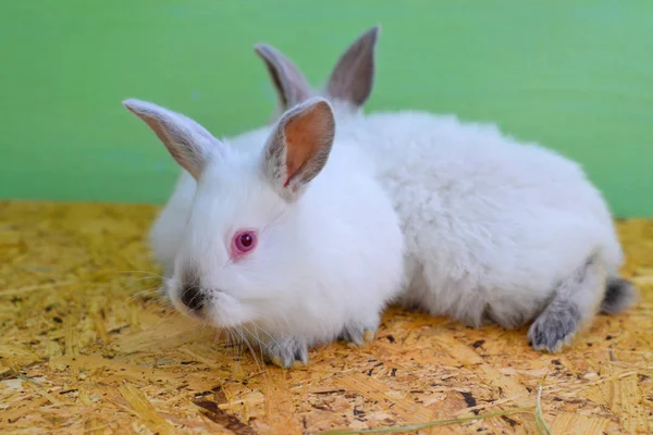 Två Vita Kaniner Kanin Bebis — Stockfoto