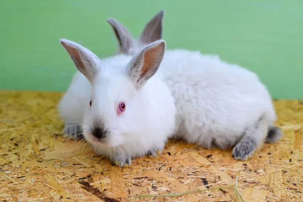 Два Белых Кролика Кролик — стоковое фото