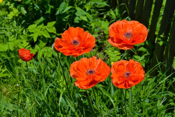 Vacker Röd Vallmo Naturen — Stockfoto