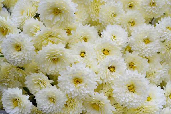 Beautiful white chrysanthemums in the garden. Autumn flowers.Floral background.