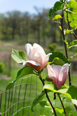 Yeşil yaprakları ve yumuşak güneş ışığıyla genç bir ağacın üzerinde açan güzel manolya çiçeklerinin yakın görüntüsü baharı, doğanın uyanışını ve tazeliği sembolize eder..