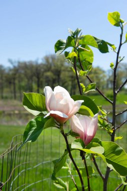 Yeşil yaprakları ve yumuşak güneş ışığıyla genç bir ağacın üzerinde açan güzel manolya çiçeklerinin yakın görüntüsü baharı, doğanın uyanışını ve tazeliği sembolize eder..