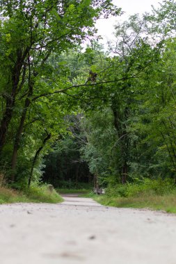 Low angle view of forest hiking trail with green trees and peaceful nature scenery, symbolizing journey and exploration.