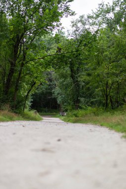 Low angle view of forest hiking trail with green trees and peaceful nature scenery, symbolizing journey and exploration.