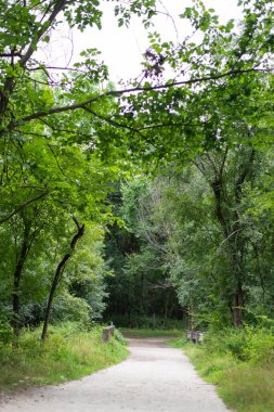 Ağaç dalları yol boyunca uzanan manzaralı orman patikası, barışçıl yürüyüş ve doğa konsepti.