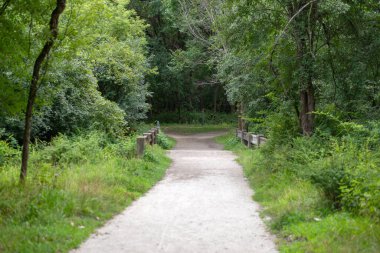 Ağaçlarla çevrili yeşil orman parkındaki patika. Açık hava eğlencesi ve yürüyüş için huzurlu doğa manzarası..