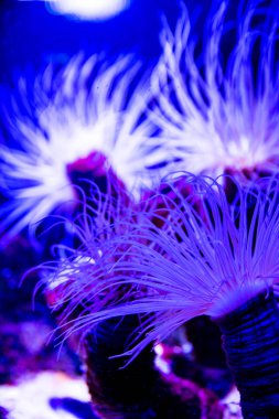 Mor mavi ve pembe canlı renkler deniz suyu Actinia (deniz Anemone) aydınlatıyor. Su sualtı okyanus hayvan bitki. Deniz yaşam dikey görüntü.