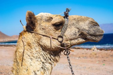 Deve namlu yakın görüntü. Deve Portresi.