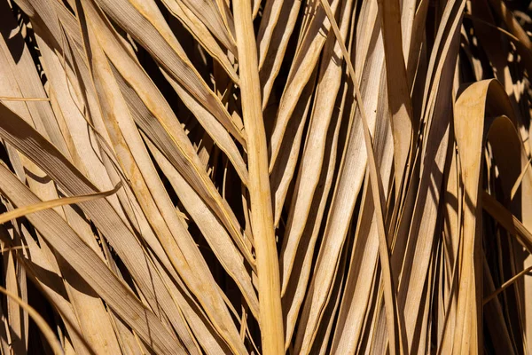 Hoja de palma seca — Foto de Stock