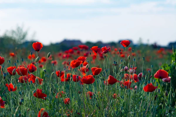 kırmızı haşhaş çiçekler ve başları