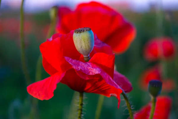 red poppies flowers and heads close up image