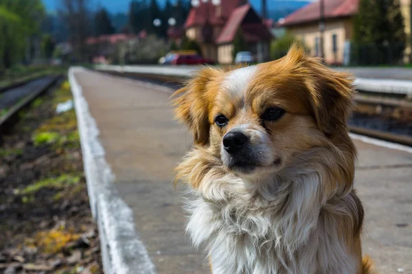 Red and white dog waiting for the owner — Stock Photo, Image