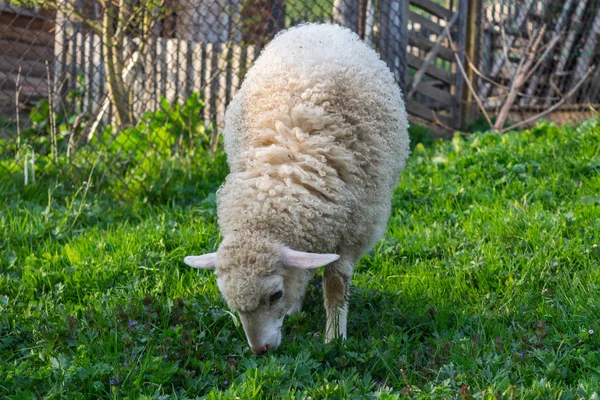 Jeune mouton blanc mangeant de l'herbe verte sur le pâturage — Photo