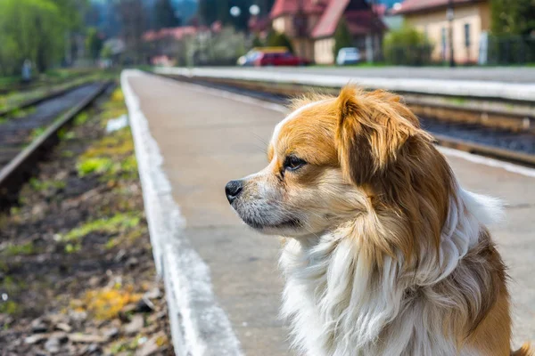 Rot-weißer Hund wartet auf den Besitzer — Stockfoto