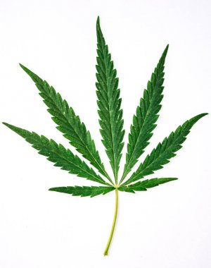 Beyaz arka plan üzerinde yeşil kenevir yaprağı yakın