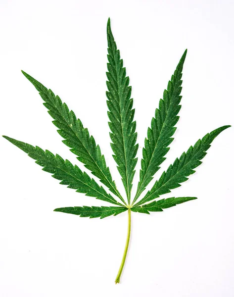 Beyaz arka plan üzerinde yeşil kenevir yaprağı yakın