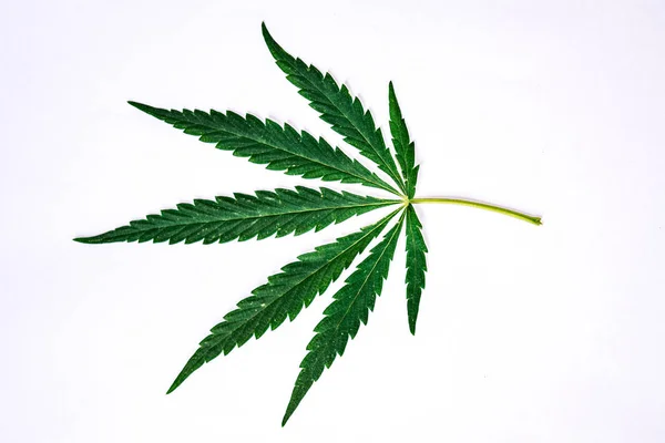 Beyaz arka plan üzerinde yeşil kenevir yaprağı yakın