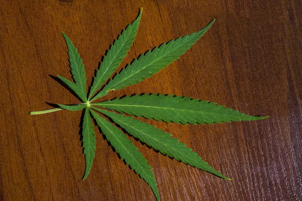 Ahşap arka plan üzerinde yeşil kenevir yaprağı yakın