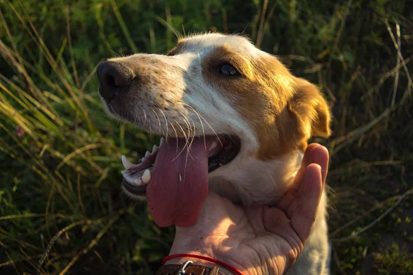 Niedliches Hundeporträt. Hund und Hand seines Besitzers. — Stockfoto